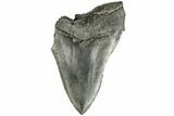4.07" Partial, Fossil Megalodon Tooth  - #194013-1